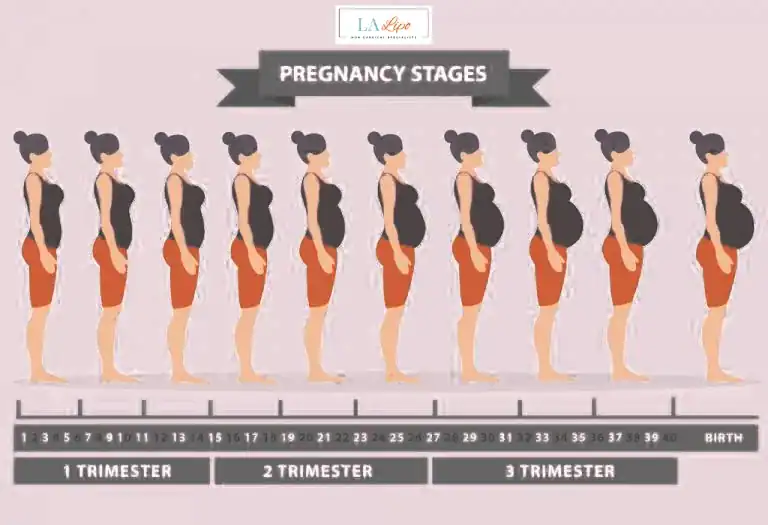First Trimester (Weeks 1–12): Early Changes You Might Not Notice Merton